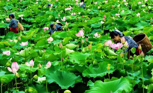 水芙蓉 荷花：水中芙蓉