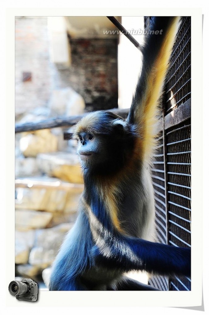 原来金丝猴还分好几种（一）孤独的川金丝猴和成双的黔金丝猴