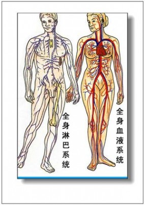 人体器官 人体器官分部彩图(大全)