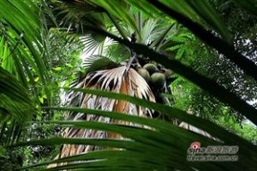 塞舌尔海椰子 塞舌尔群岛的海椰子--世界上最让人脸红的奇特植物