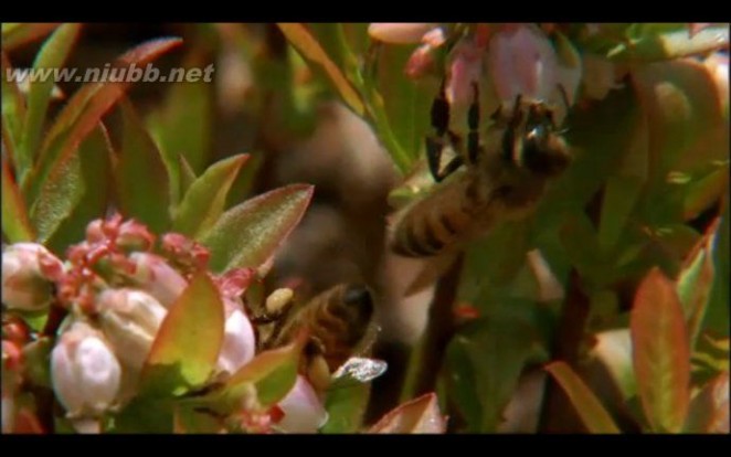 关于蜜蜂-1：蜜蜂正在消失