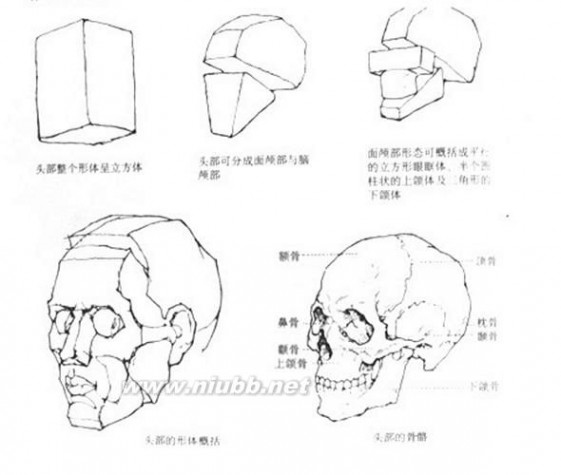 人体结构素描 人物素描：人体头部结构图