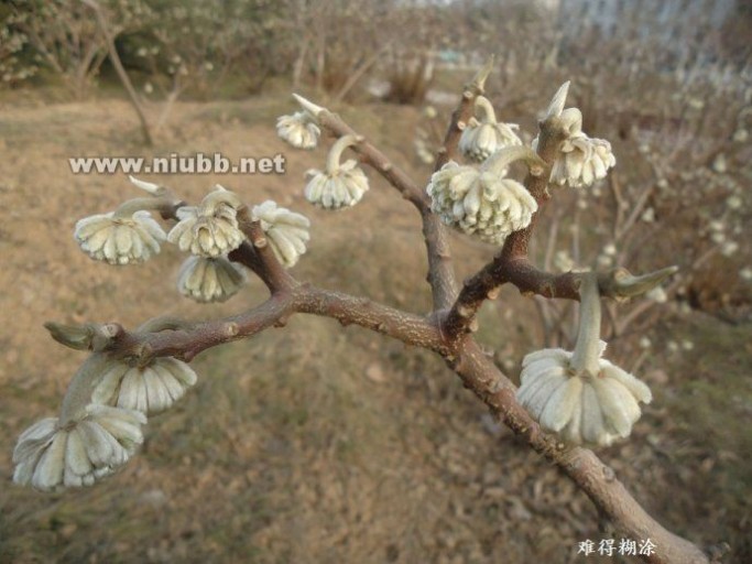 结香花 结香花