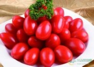番茄种植方法 樱桃番茄种植方法