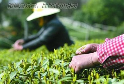 茶细蛾 普洱茶栽培的关键技术