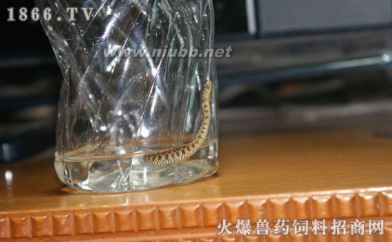 中华水蛇 水蛇多少钱一斤，水蛇价格
