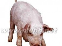 猪：猪-概况介绍，猪-生肖由来_猪