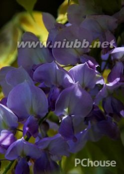 紫藤 【紫藤花】紫藤花的养殖方法，紫藤花在家居中的作用