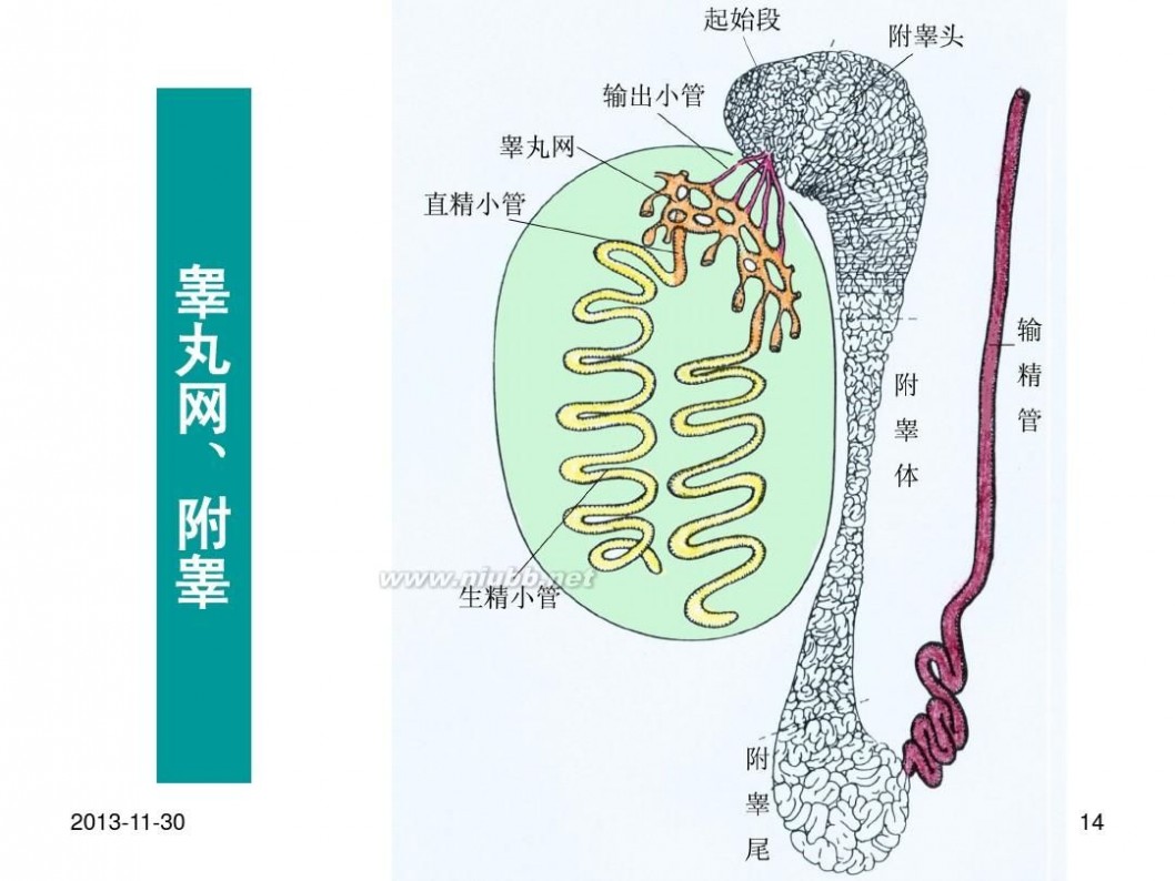 男性生殖保健 9男性生殖保健