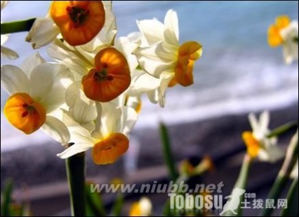 水仙花的养殖方法 水仙花的养殖方法 图片 花语