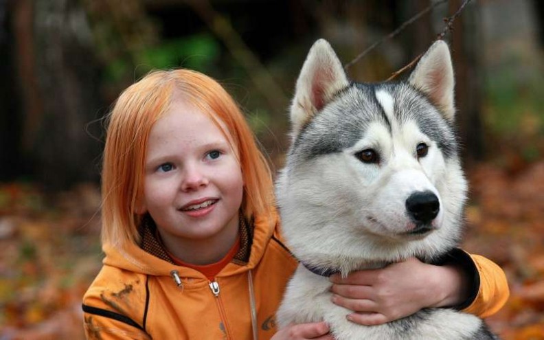 阿拉斯加雪橇犬图片 可爱的阿拉斯加雪橇犬图片