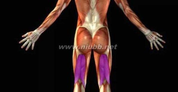 腿部肌肉锻炼 不可不练的大腿后侧——腘绳肌