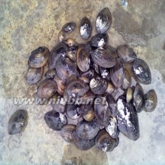 河蚌的营养 河蚌的营养价值