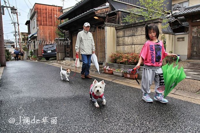 【日本】烟雨奈良，朦胧了一纸樱花梦