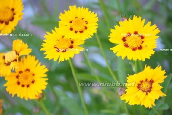 太阳花籽 【太阳花图片】太阳花怎么种 太阳花花语