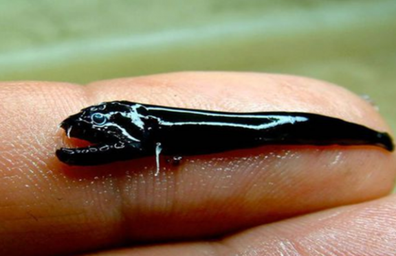 澳大利亚海岸海底火山惊奇出现奇异尖牙黑鱼
