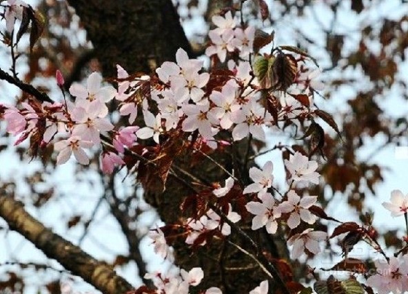 日本樱花图片 日本樱花简介与日本樱花图片