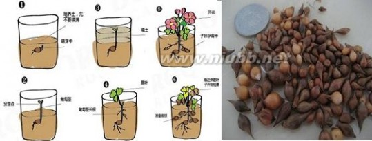 酢 酢浆草的种植方法