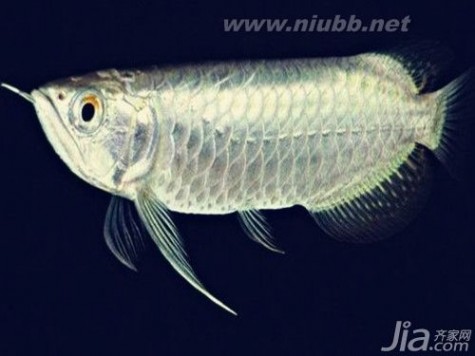 白金龙鱼 什么是白金龙鱼 白金龙鱼与银龙鱼的区别