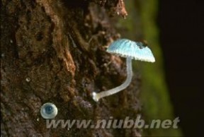 炫蓝蘑菇 炫蓝蘑菇：炫蓝蘑菇-简介，炫蓝蘑菇-分布地区