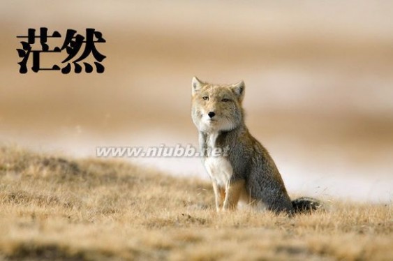 原来藏狐才是真正的表情帝啊！_藏狐
