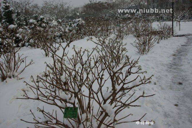 结香花 结香花