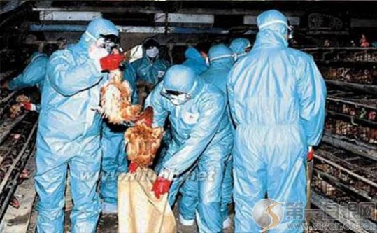 法国现禽流感疫情 法国现禽流感疫情 法媒称德国也出现了该病毒