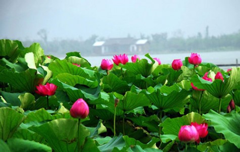 水芙蓉 荷花：水中芙蓉