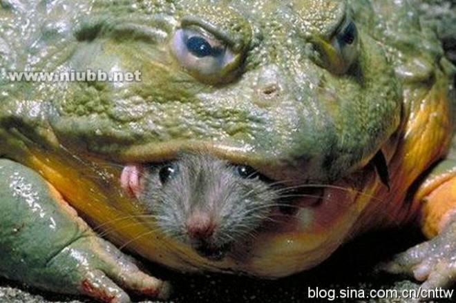 惊人抓拍：非洲巨蛙生吞活鼠（图）