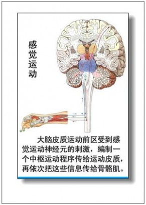 人体器官 人体器官分部彩图(大全)