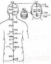 督脉：督脉-督脉，督脉-循行分布_督脉的作用