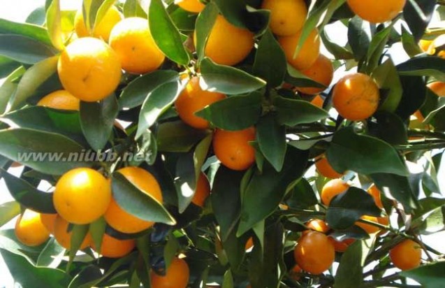 柑橘种植技术视频_柑橘种植