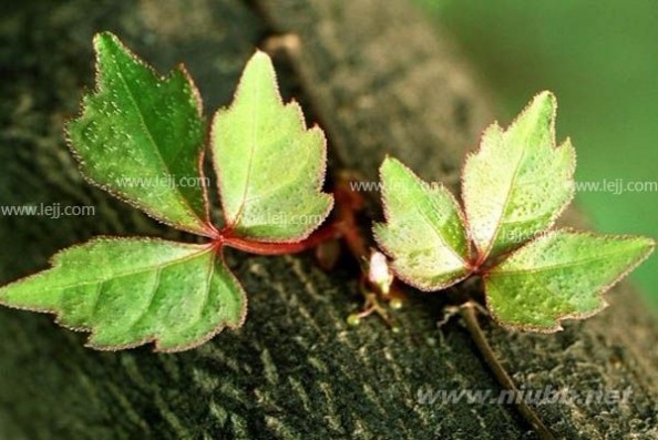 【爬山虎】爬山虎种子 爬山虎的特点_爬山虎种子