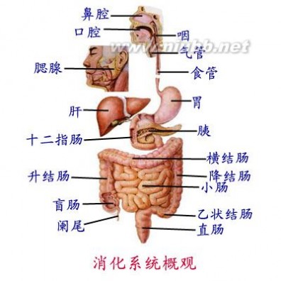 消化系统解剖图 解剖学/消化系统