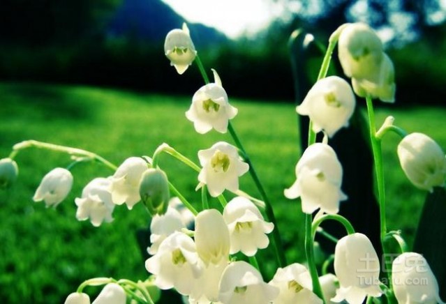 铃兰花的花语是什么-各种花语:风铃花的花语是什么?