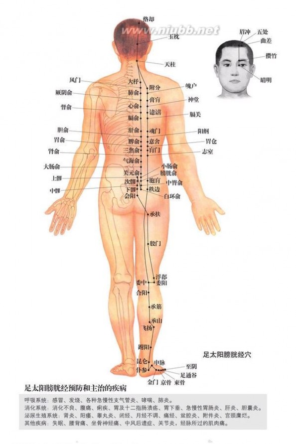 人体部位图 人体穴位图