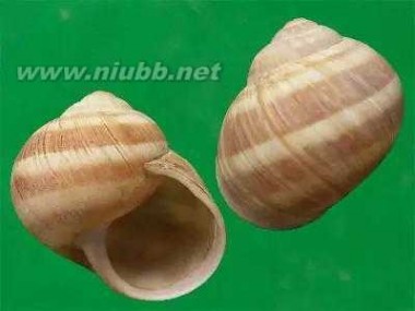 法国蜗牛 法国蜗牛PK中华白玉蜗牛，谁更胜一筹？（附做法）
