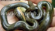 水蛇 中国水蛇：中国水蛇-体态特征，中国水蛇-地域分布