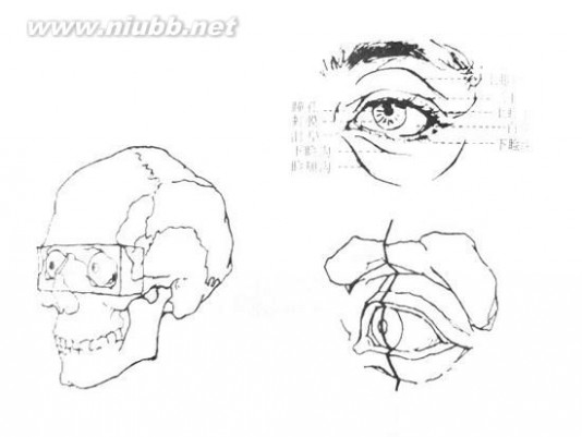 人体结构素描 人物素描：人体头部结构图