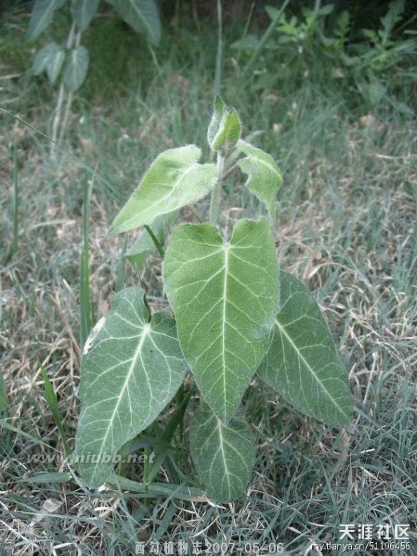 老鸹筋 野草野菜图片识别