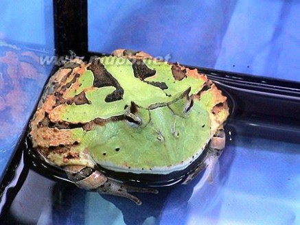 无尾目-霸王角蛙