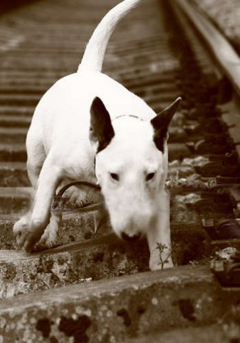 牛头梗性格 【牛头梗的性格】性格狸犬最凶猛却对儿童特友善