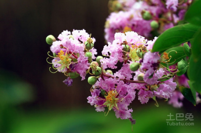 谁道花无百日红 紫薇花盆景制作四步骤 紫薇花的传说