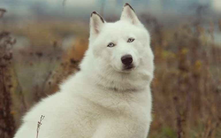 阿拉斯加雪橇犬图片 可爱的阿拉斯加雪橇犬图片