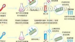 放射性同位素：放射性同位素-起源，放射性同位素-简介_放射性同位素