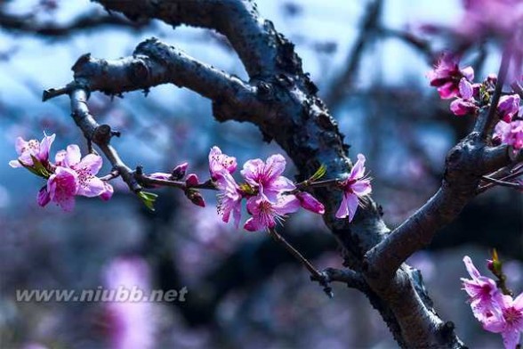阳山桃花节 无锡阳山，在那桃花盛开的地方