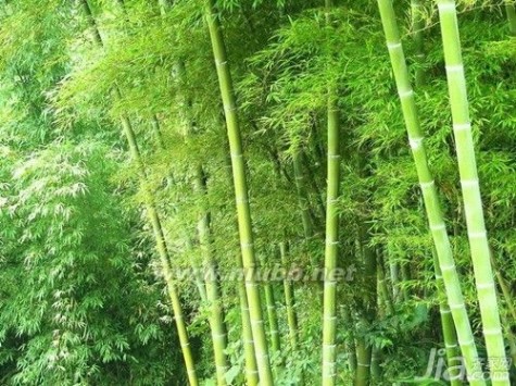 竹子的寓意 竹子开花寓意是什么 竹子图片欣赏