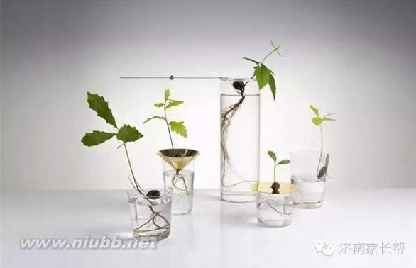 迷你盆栽 【手工DIY】别再买花瓶了，教你不花一分钱做盆栽！