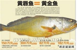 金钱猛鱼 全球最贵食物：金钱猛鱼贵如黄金