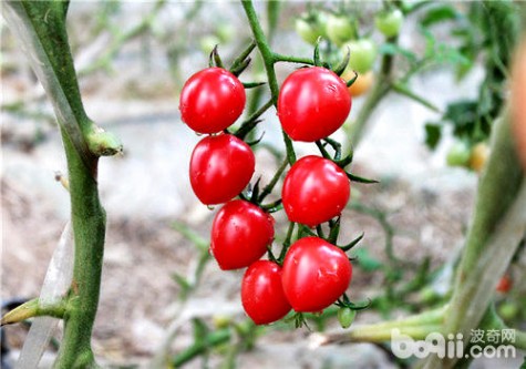 樱桃番茄 樱桃番茄的栽种方法介绍